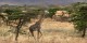 Tanzanie - 2010-09 - 114 - Serengeti - Girafe